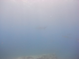 高麗曽根　サメ