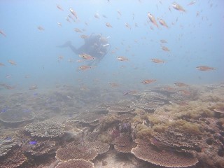 ドンタク　三ツ瀬