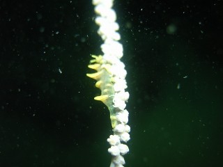 ５９９（ミックスサンド）　歩いてポン