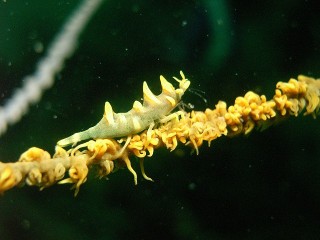 ブルーツリー　歩いてポン