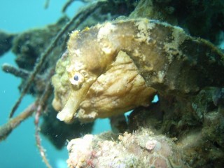 タツノオトシゴ