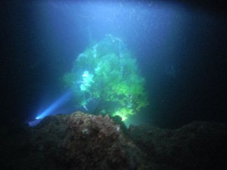 水中クリスマスパーティー