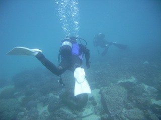 歩いてポン　ブルーツリー