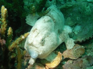 カエルアンコウ