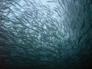 カマスとアジの群れ