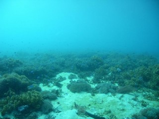 ピカチュー１００％　滝ヶ原Ａ