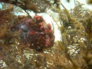 カエルアンコウ