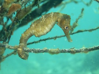 タツノオトシゴ