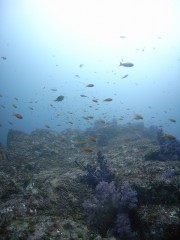 愛の瀬　キビナゴ瀬　イソギンチャクガーデン