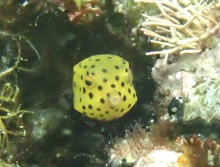 ミナミハコフグの幼魚