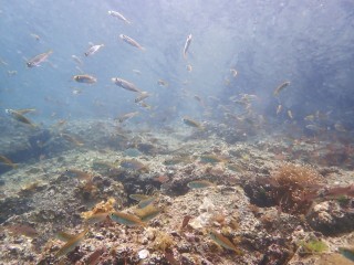 ちっちゃなアジ達