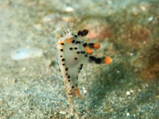 ツノザヤウミウシ