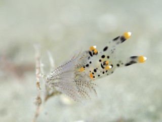 ツノザヤウミウシ