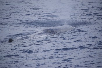マッコウクジラ