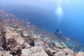 クロホシキシモチ