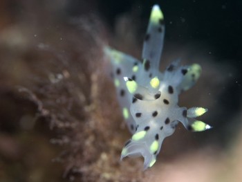 ミズタマウミウシ